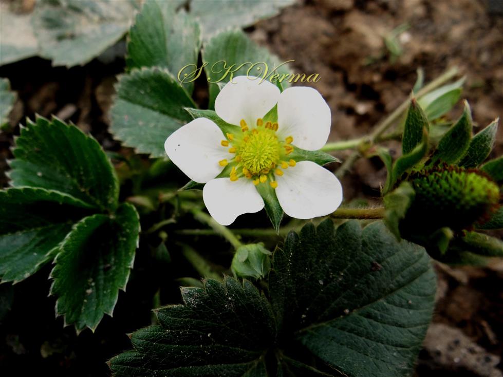  Flower